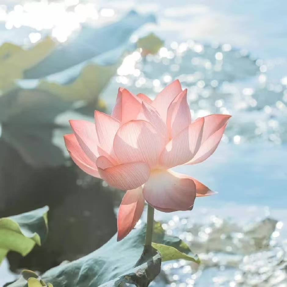 泡泡